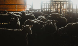 Δραματικές διαστάσεις έχει πάρει η ευλογιά των προβάτων στην Κεντρική Μακεδονία - Έχουν θανατωθεί 57.000 ζώα