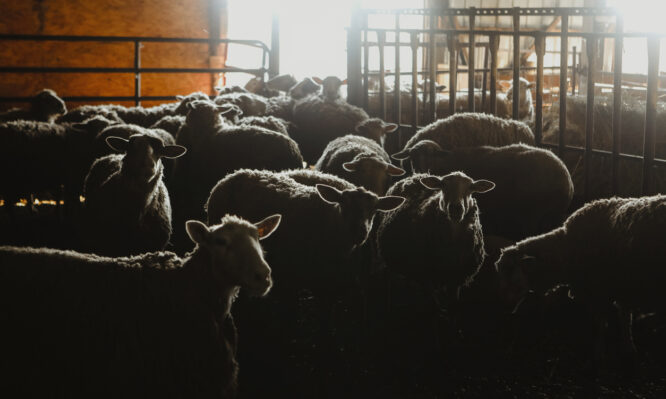 Δραματικές διαστάσεις έχει πάρει η ευλογιά των προβάτων στην Κεντρική Μακεδονία - Έχουν θανατωθεί 57.000 ζώα