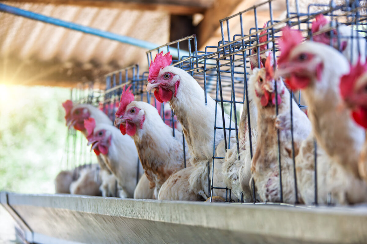 Γρίπη των πτηνών: Αυξάνονται τα κρούσματα στην Ευρώπη, νέα εστία σε πτηνοτροφείο στη Βουλγαρία