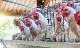 Γρίπη των πτηνών: Αυξάνονται τα κρούσματα στην Ευρώπη, νέα εστία σε πτηνοτροφείο στη Βουλγαρία