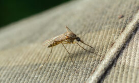 Ιός του Δυτικού Νείλου: Ένα κρούσμα, κανένας θάνατος την τελευταία εβδομάδα