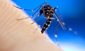Tα κρούσματα τσικουνγκούνια και δάγκειου πυρετού στην ΕΕ ξεπέρασαν αυτά του Δυτικού Νείλου - Ο ρόλος του «Τίγρη της Ασίας»