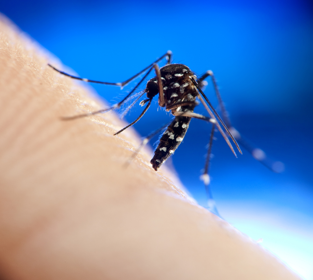 Tα κρούσματα τσικουνγκούνια και δάγκειου πυρετού στην ΕΕ ξεπέρασαν αυτά του Δυτικού Νείλου - Ο ρόλος του «Τίγρη της Ασίας»
