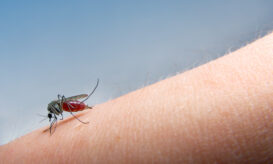 Ιός του Δυτικού Νείλου: Ένα νέο κρούσμα την τελευταία εβδομάδα, κανένας νέος θάνατος