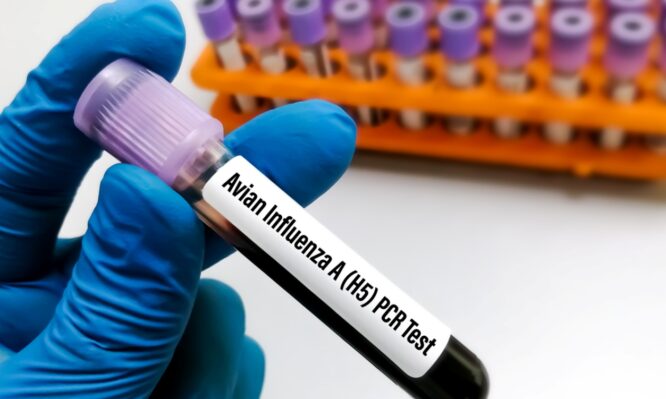 γρίπη των πτηνών