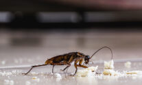 Οι κατσαρίδες δηλητηριάζουν κρυφά τον αέρα των εσωτερικών χώρων