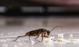 Οι κατσαρίδες δηλητηριάζουν κρυφά τον αέρα των εσωτερικών χώρων