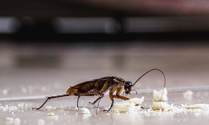Οι κατσαρίδες δηλητηριάζουν κρυφά τον αέρα των εσωτερικών χώρων
