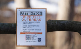 γρίπη των πτηνών