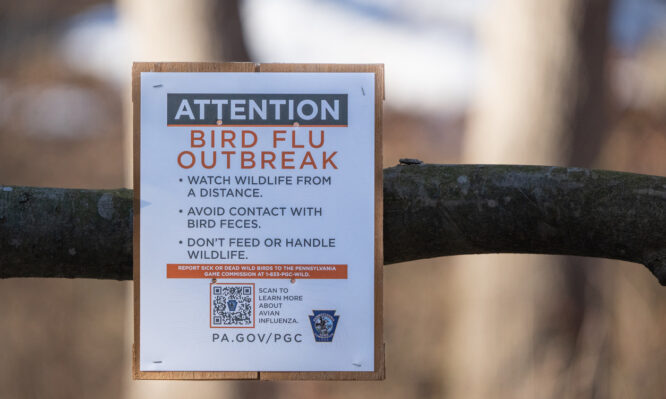 γρίπη των πτηνών