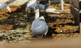 γρίπη των πτηνών