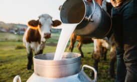 γρίπη των πτηνών