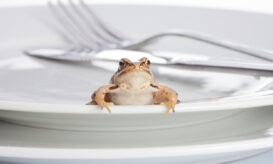 μύκητας, βάτραχος