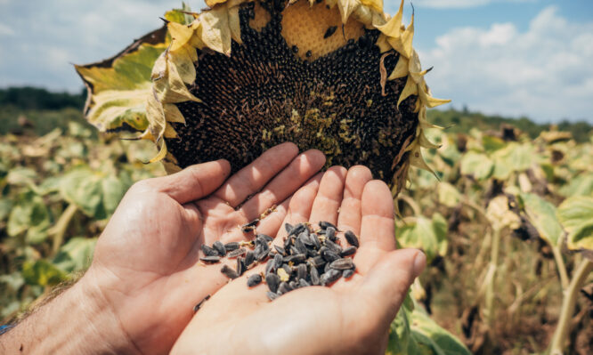ηλιόσποροι