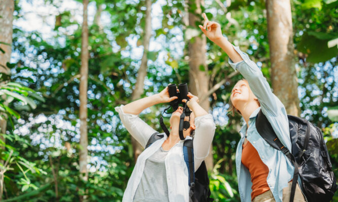 παρατήρηση πουλιών