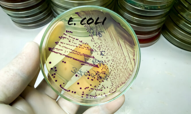 E.coli
