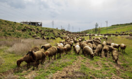 EFSA - ευλογιά