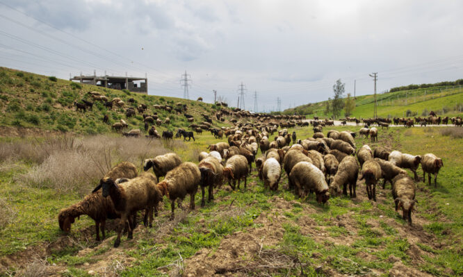 EFSA - ευλογιά