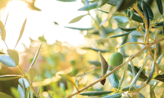 παχυσαρκία