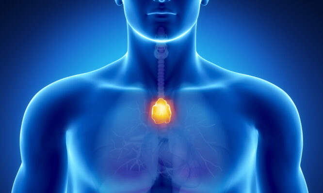 θύμος αδένας