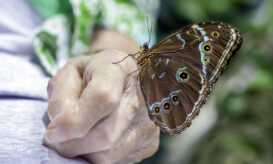 σπανίων παθήσεων