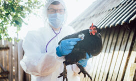 γρίπη των πτηνών