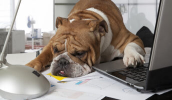 συναισθήματα