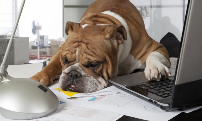 συναισθήματα