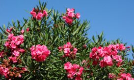 πικροδάφνη