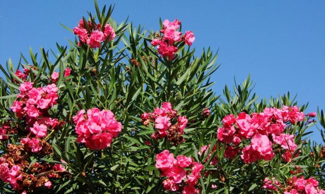 πικροδάφνη