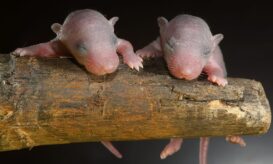 τυφλοπόντικας