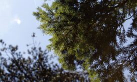 ίταμος - ΑΠΘ