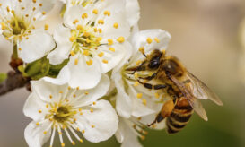 βασιλικός πολτός