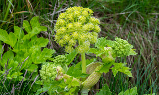 αγγελική ρίζα, βότανο
